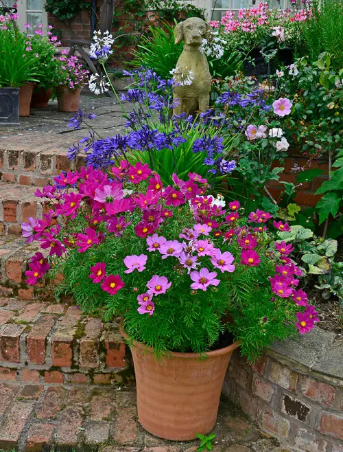 How to Grow Cosmos