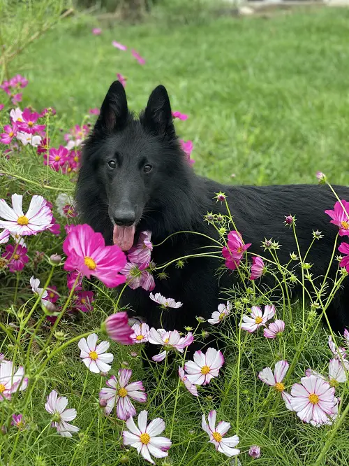 Cosmos for pets