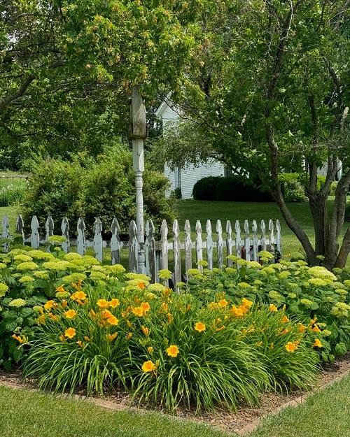 how to plant daylily in decorative way