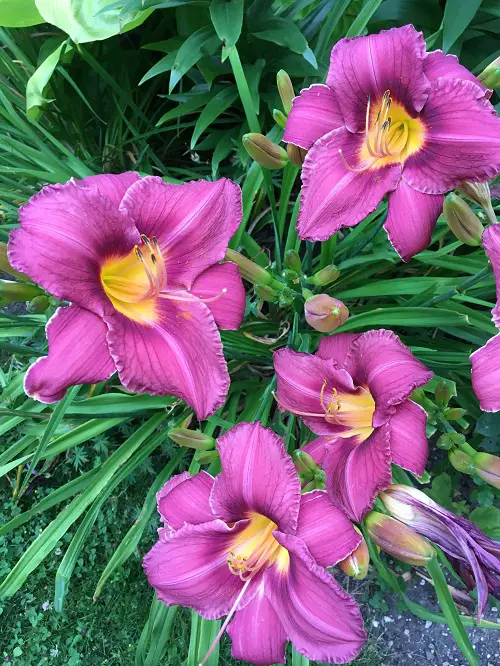 Prettiest Flowers in The world