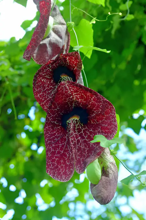 Scary Flowers That Are Cringeworthy