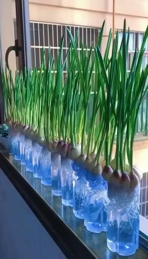 Unlimited Garlic Greens in a Plastic Bottle 98