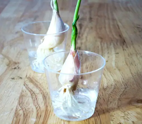 Grow Endless Garlic Greens Without a Garden