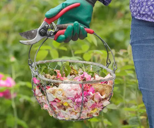 Plant cuttings Flowers for More Bloom