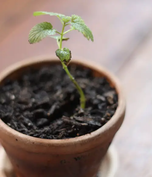 Fresh Softwood Cuttings herbs in pot