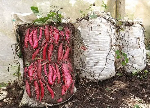 Growing Sweet Potatoes in Sacks