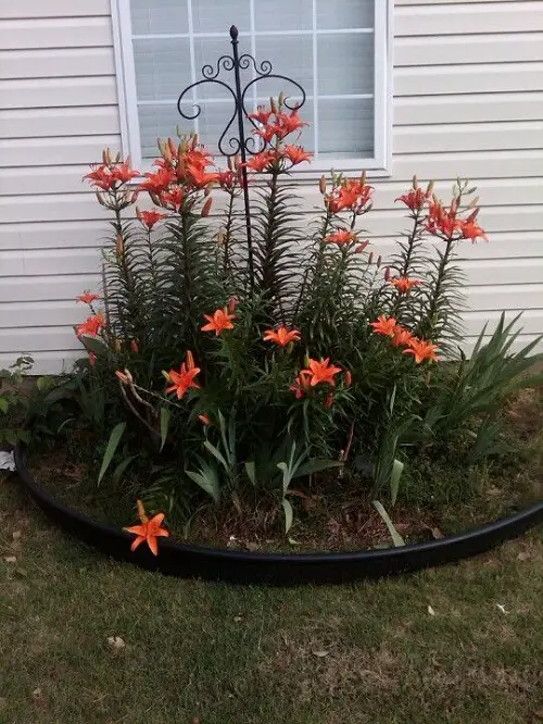 Popular landscaping ideas with daylilies 4