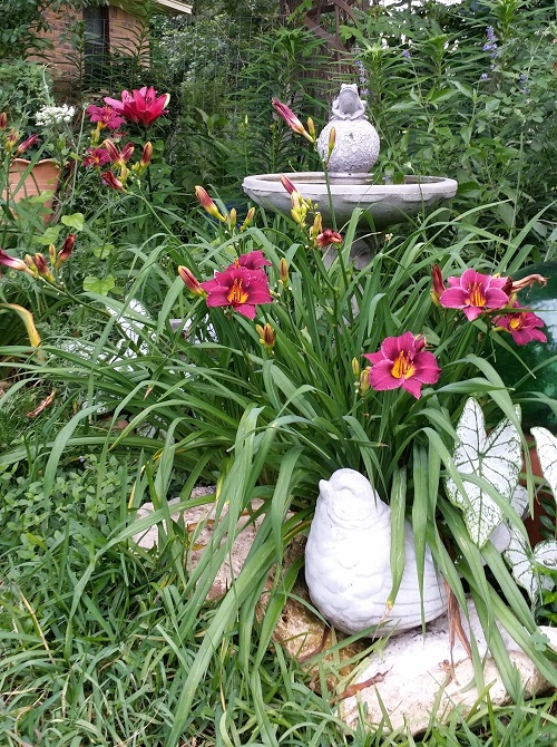 arranging daylily flowers in garden 3
