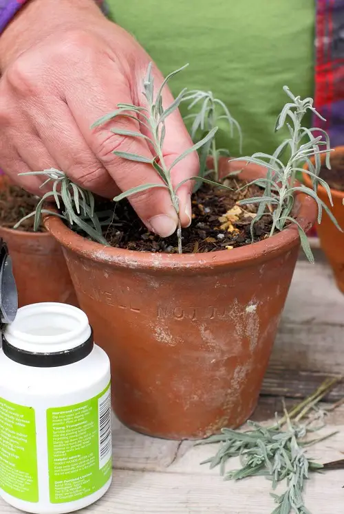 Lavender Plants Grow From Softwood Cuttings 1