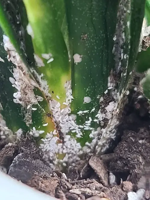 Snake Plant Bugs in pot