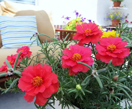 Moss rose Plant cuttings for More Bloom