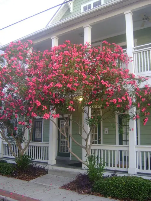 oleander Flowers For the Front of Your House