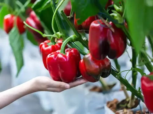 Tips to Prune Pepper Plants