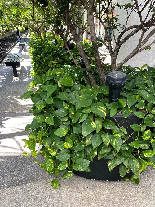 Clinging Vines That Climb on Anything