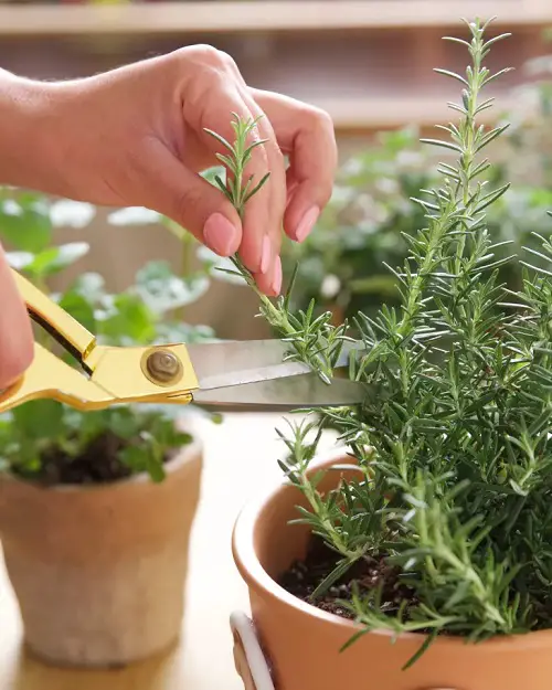 Hacks for Thriving Rosemary