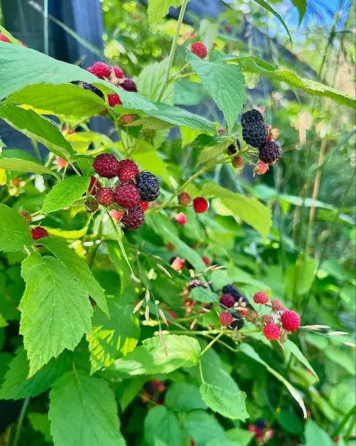 Strawberries like berries