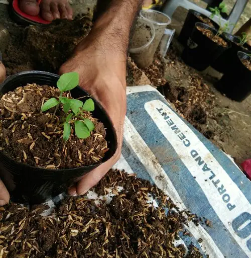 Pest and Disease Resistance with rice hulls