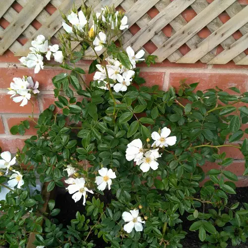  Low-Light Outdoor rose Vines