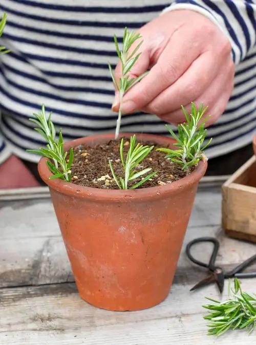 Herbs Grow from Fresh Softwood Cuttings