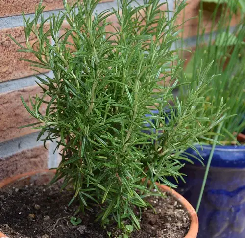 Herbs That Love Pinching 45