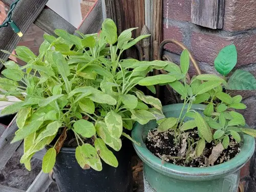 Sage herb pinching