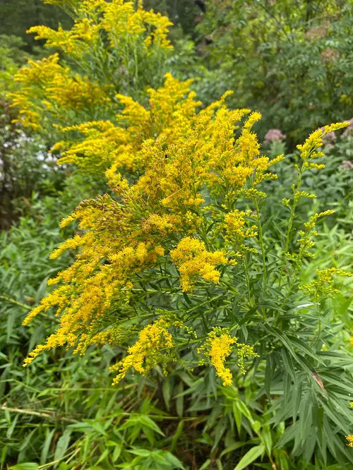 Plants that Attract Fireflies 23