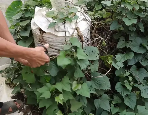 Growing Sweet Potatoes in Sacks in garden