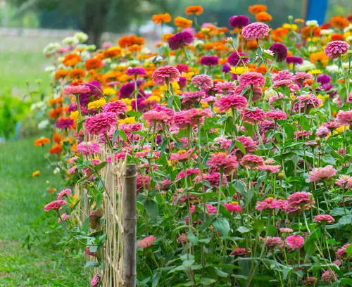 Zinnias Plant cuttings for More Bloom