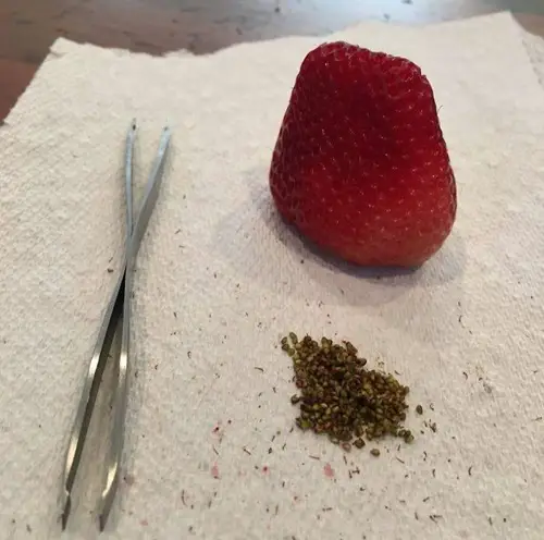 Strawberry Seeds that Germinate Best in Paper Towel