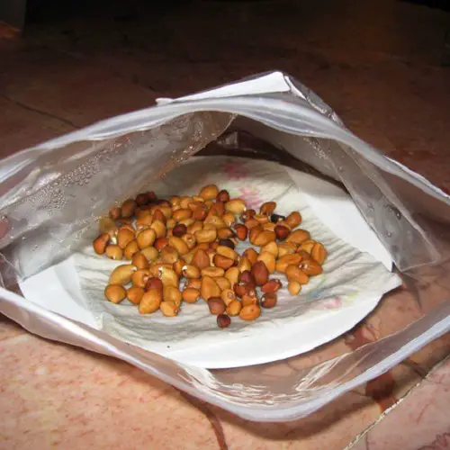 moonflower seeds paper towel germination