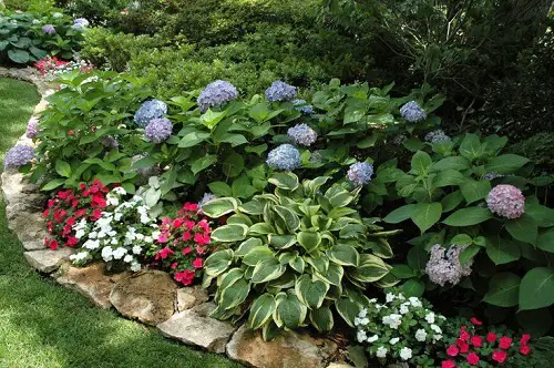 hydrangeas and hosta landscaping 1