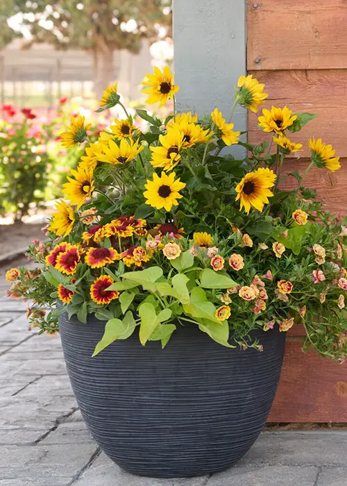 best Diy pollinator pot ideas 3