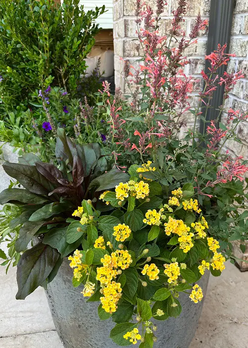 Pollinator attracting flowers 2