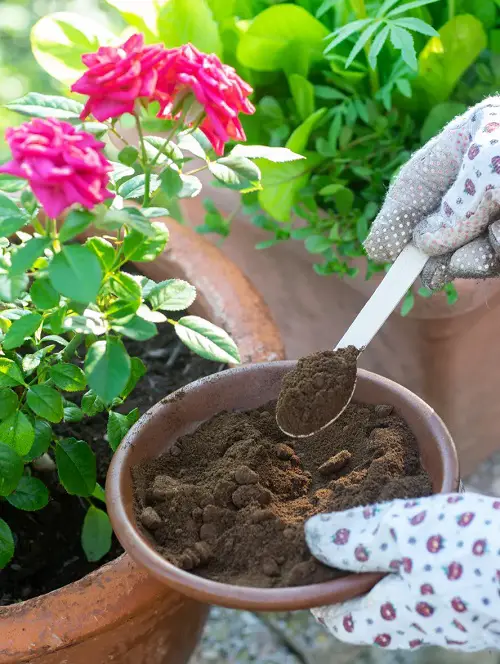 Add Coffee Grounds To Your Soil