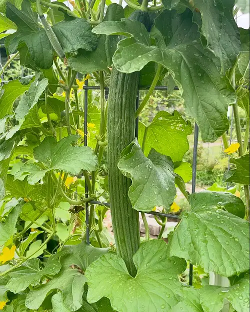 Armenian cucumber vine in container