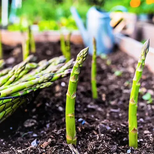 asparagus planting in garden bed