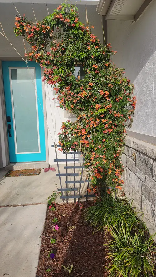 Best Fragrant Vines