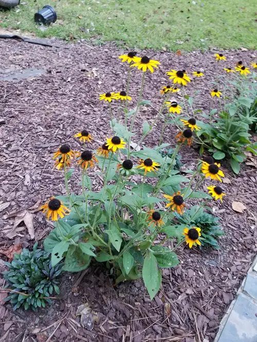 plants that grow well in dry soil 