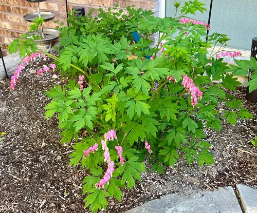 top beautiful Self Seeding Flowers