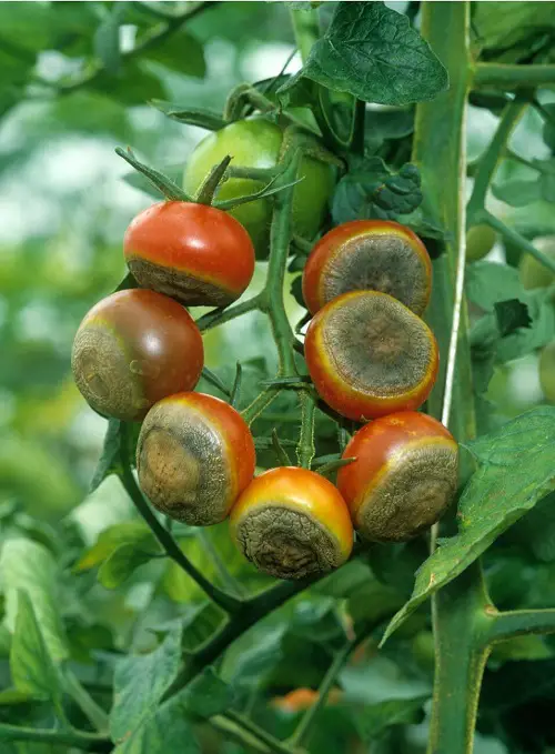 Plant Blossom End Rot
