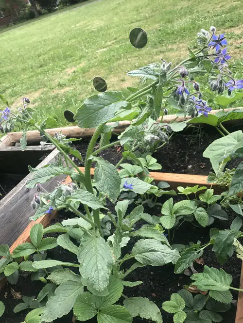 best Self Seeding Flowers