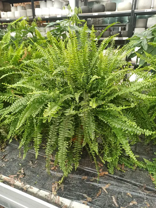 Gardens That Enhance Breathing Outside