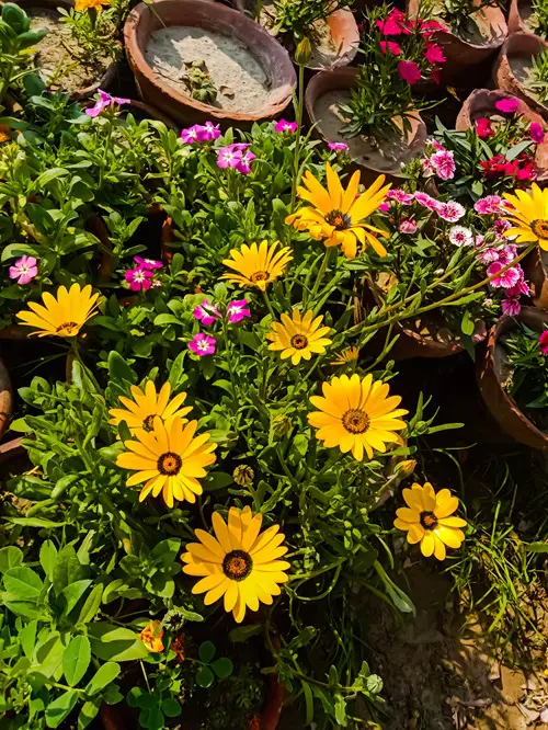 best Amazing Flowers that Bloom Within One Month After Planting