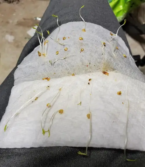pepper seeds germinating on paper towel