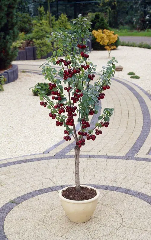 Top Fruit Trees for Patios