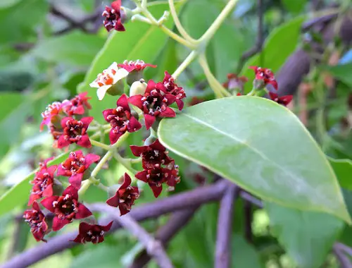 Chile Sandalwood as endangered flower 6
