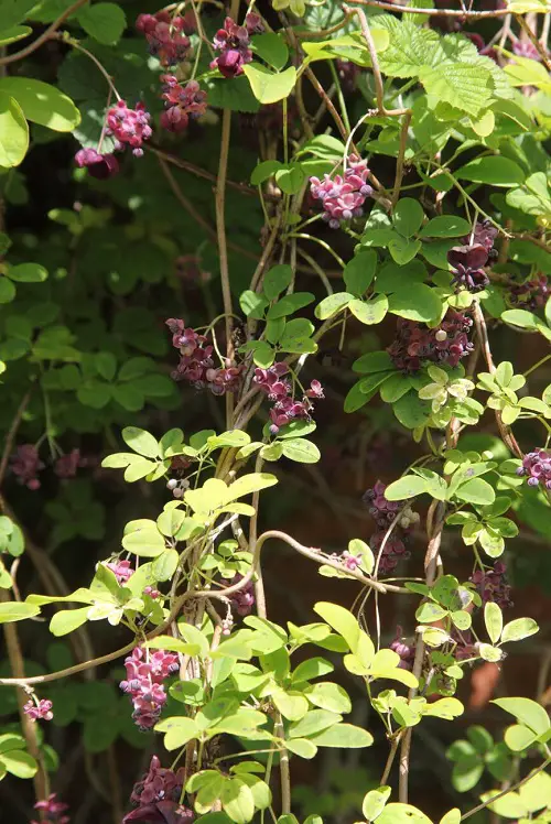 Superb Fragrant Vines