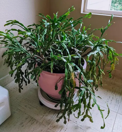 Stress the Christmas Cactus