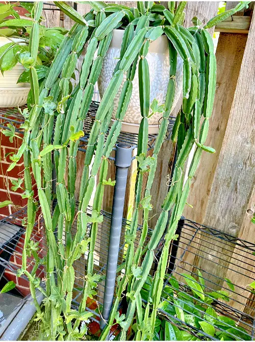 Cissus Quadrangularis Plants that Look Like Noodles 
