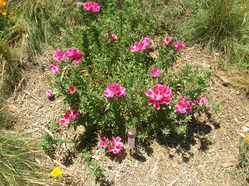 Flowers that Bloom Within One Month After Planting